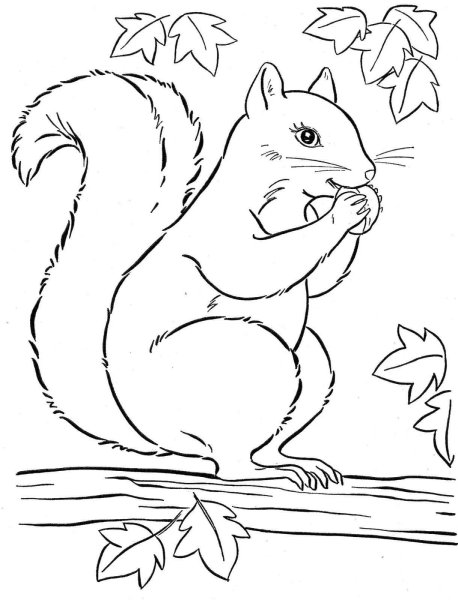Белка раскраска