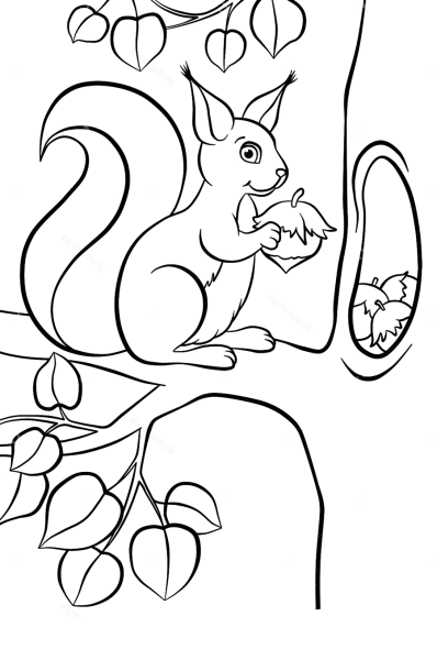 Белка раскраска для детей