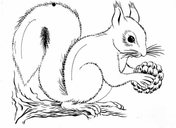 Белка картинка раскраска