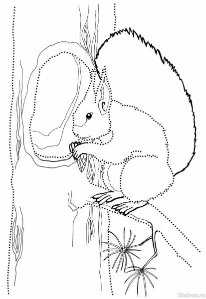 Белка в дупле раскраска для детей