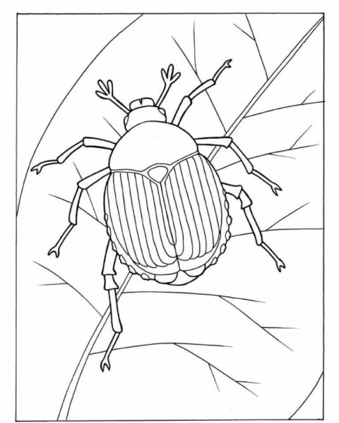 Жук раскраска для детей