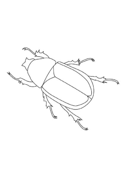 Жук скарабей раскраска