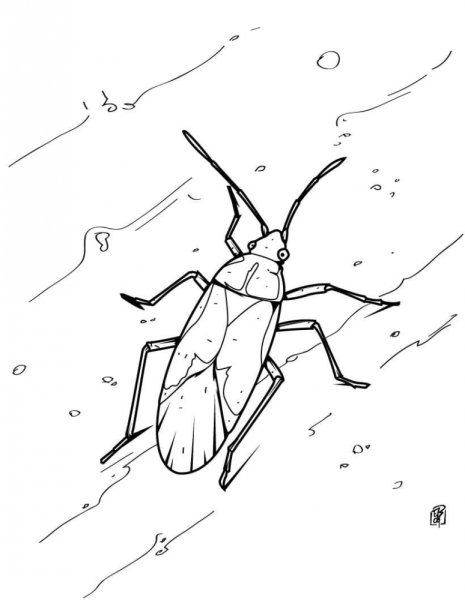 Раскраска Жук клоп