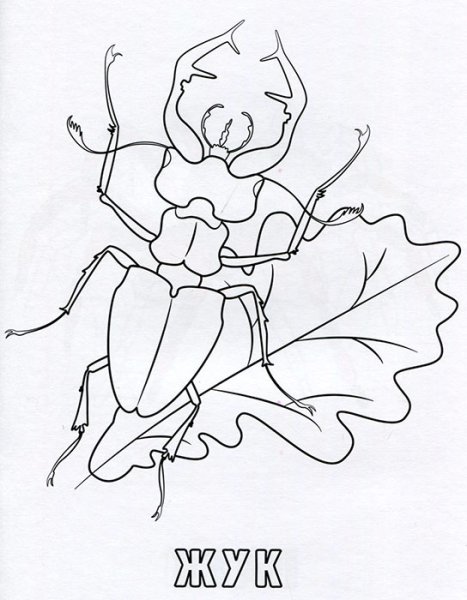 Раскраски насекомые красивые