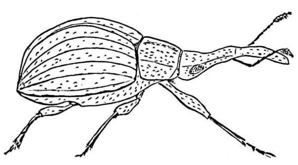 Жук слон раскраска