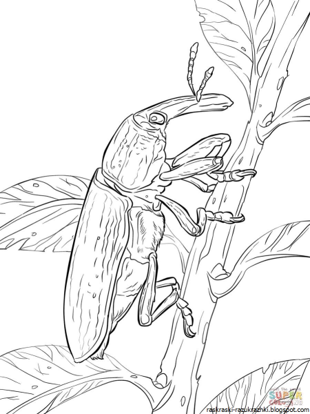 Жук бронзовка раскраска