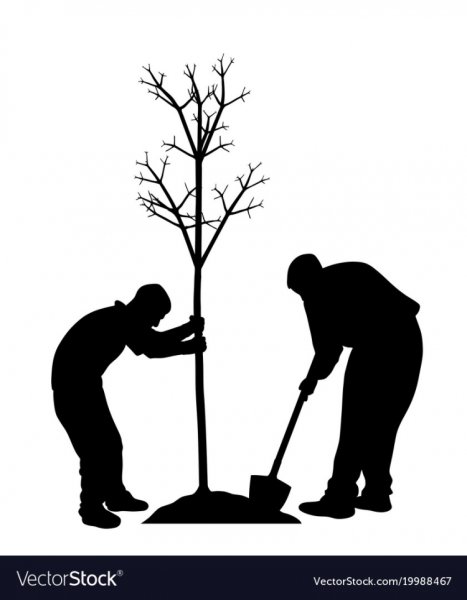 Посадка деревьев