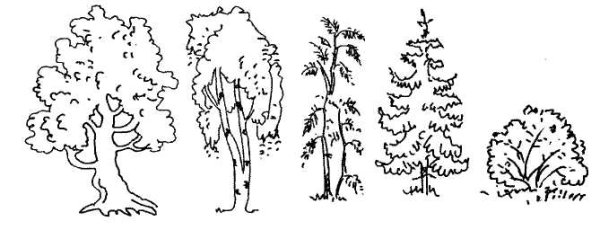 Деревья и кусты раскраска