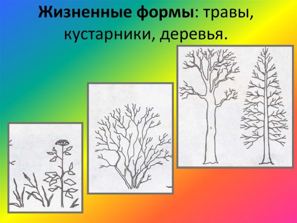 Рисование деревьев и кустарников