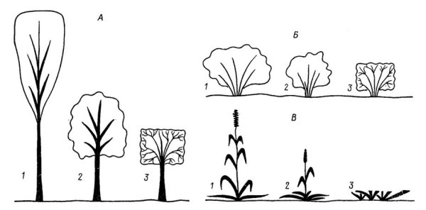 Рисование деревьев и кустарников