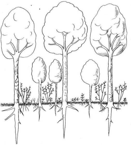 Ярусность леса с корнями