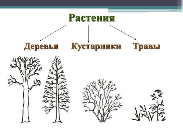 Окружающий мир деревья кустарники травы