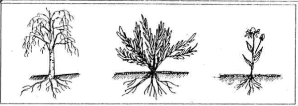 Дерево куст трава схематически