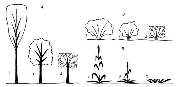 Рисование деревьев и кустарников