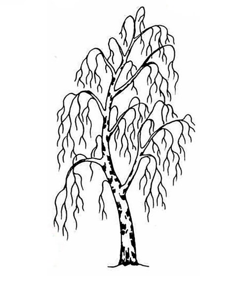Береза раскраска для детей