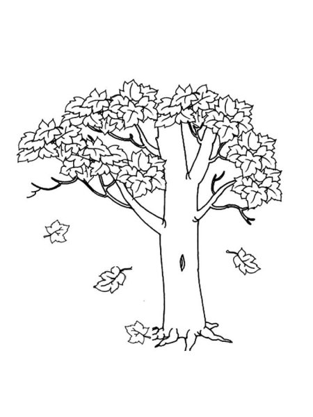 Клен дерево raskraska