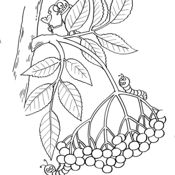 Гроздь рябины раскраска