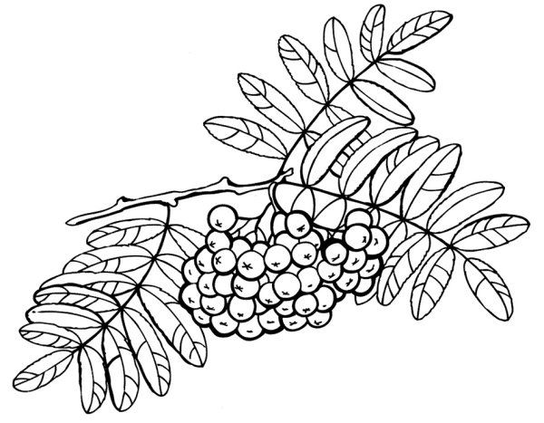 Рябина раскраска для детей