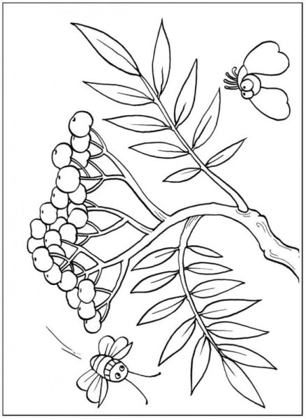 Рябина раскраска для детей