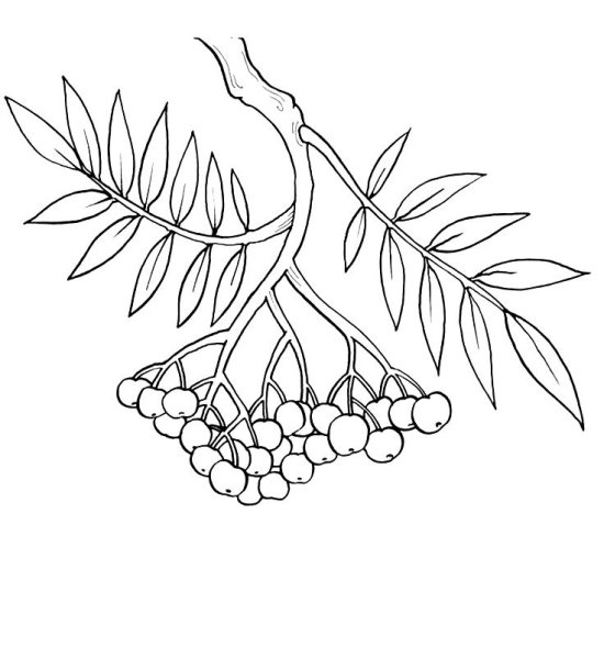 Рябина раскраска для детей