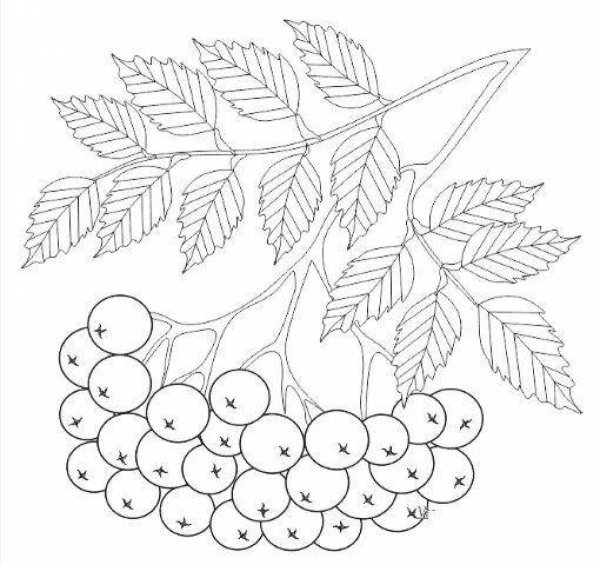 Раскраска веточка рябины для малышей