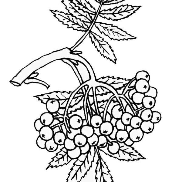 Рябина раскраска