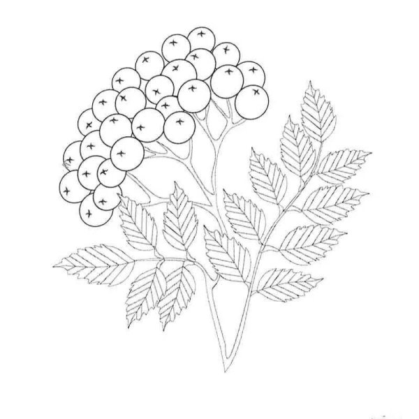 Кисть рябины раскраска