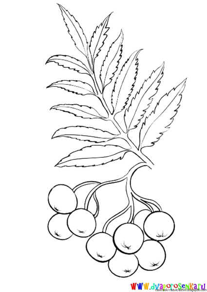 Рябина раскраска для детей
