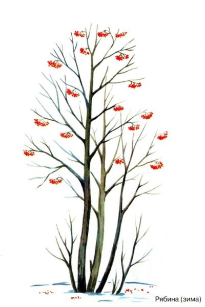 Рябина без листьев