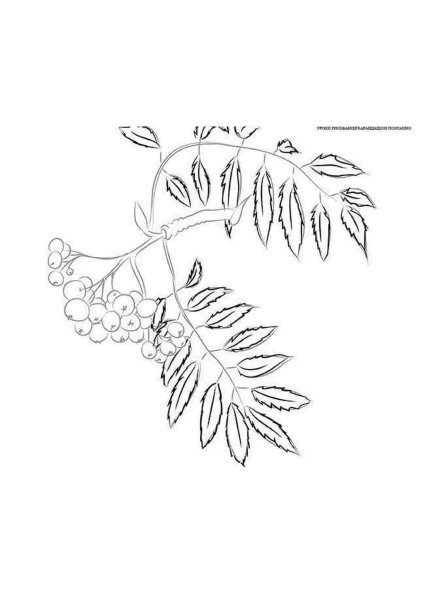 Раскраска листьев рябины