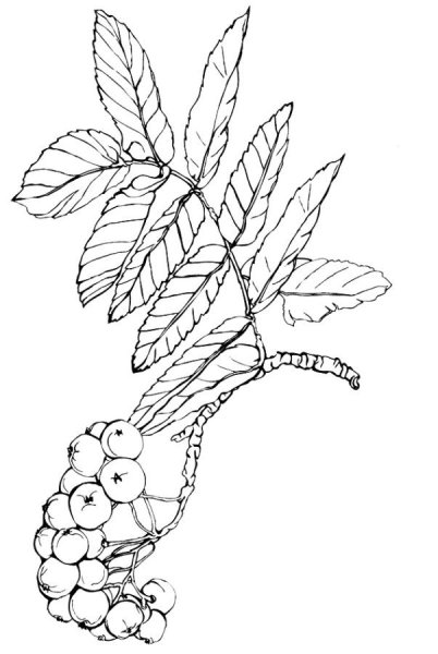 Рябина раскраска