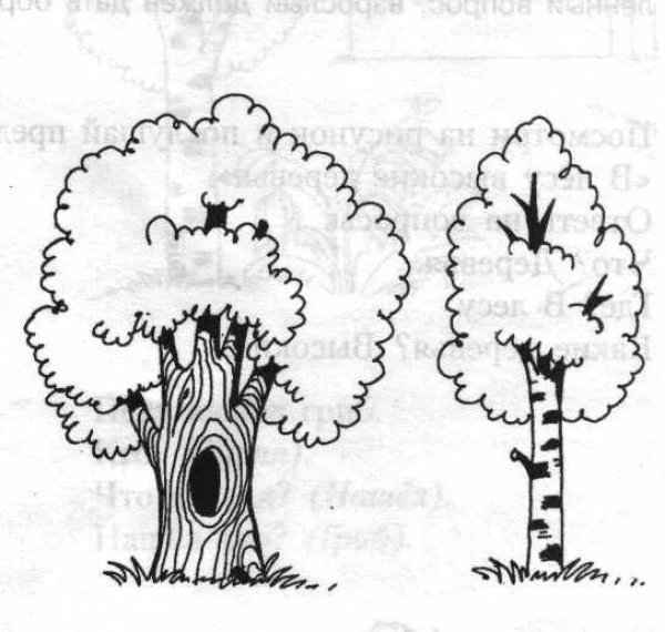 Толстое и тонкое дерево