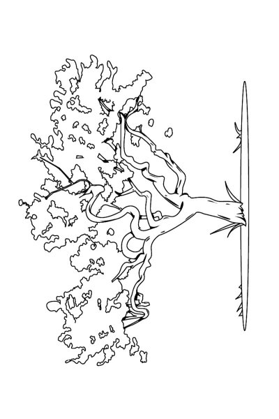Карликовая береза раскраска