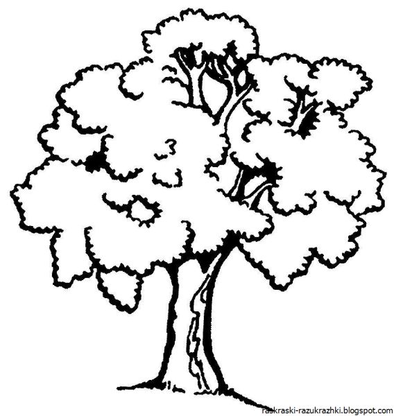 Дуб рисунок раскраска
