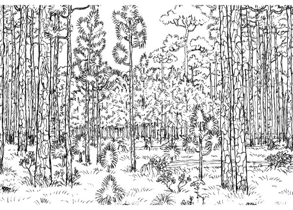 Лес раскраска для детей