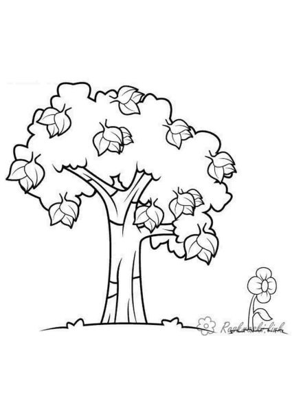 Раскраски деревья для детей 5-6 лет