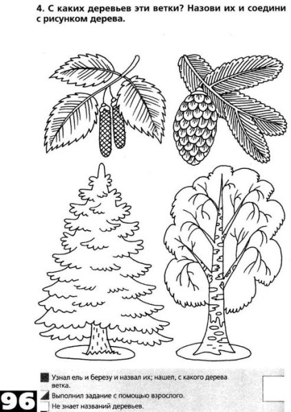 Хвойные деревья задания для дошкольников