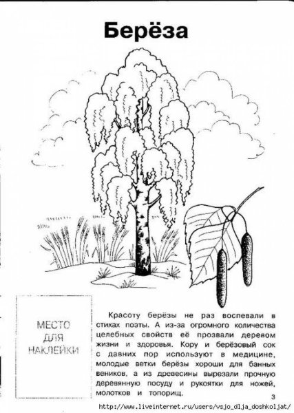 Лиственные деревья раскраска