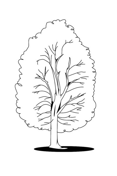 Дерево раскраска для детей