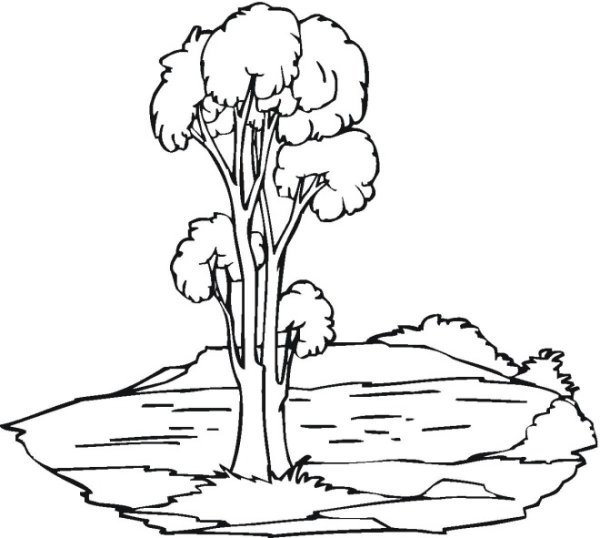 Раскраска деревья в лесу