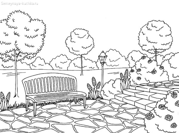 Раскраска парк с деревьями
