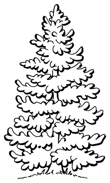 Ель раскраска для детей