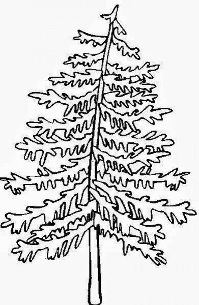 Лиственница раскраска для детей