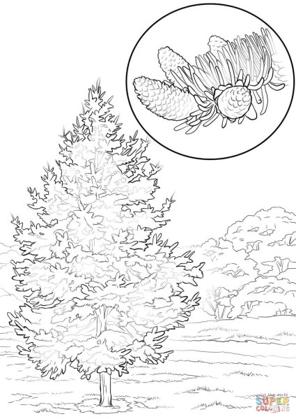 Раскраска пихта дерево