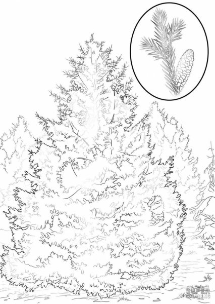 Раскраска дерево ель