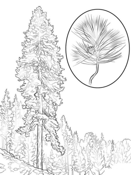 Сосна раскраска