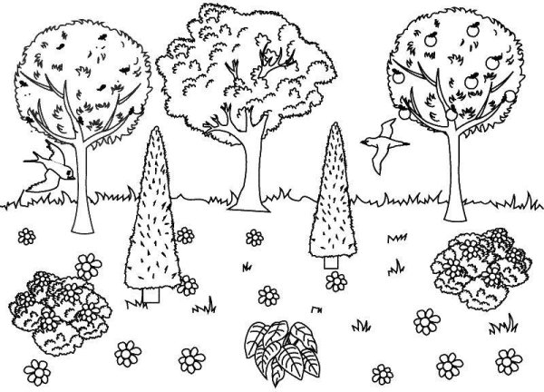 Раскраска деревья и кустарники