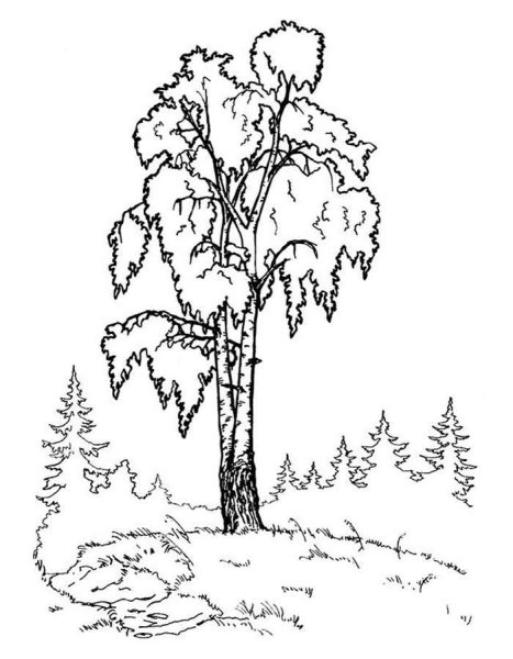 Береза раскраска
