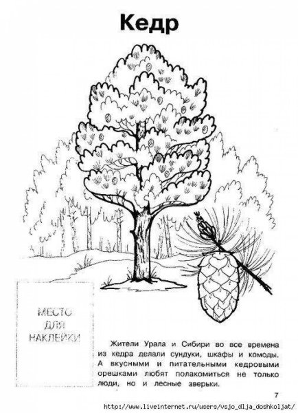 Раскраска кедр дерево