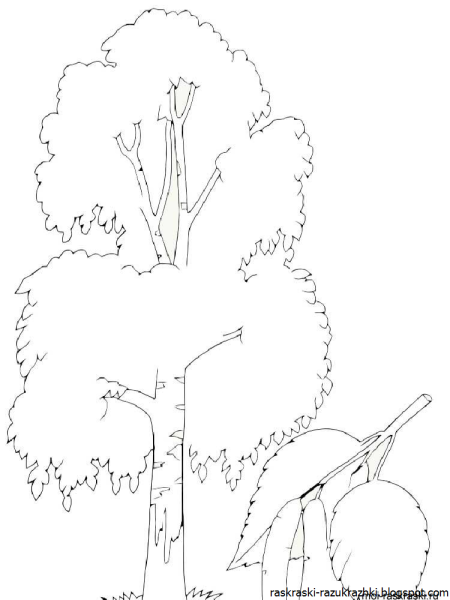 Береза раскраска для детей